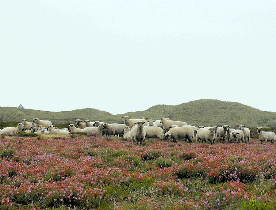 Græssende får på klitheden