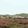 Græssende får i Nationalpark Thy.