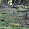 Skovbund dækket af kantareller